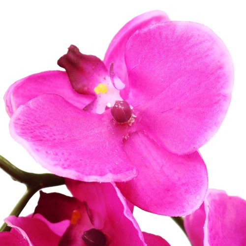 Floristik24 Orchidėja Phalaenopsis Rožinė 75cm