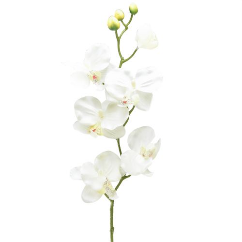 Orchid Phalaenopsis dirbtinės 6 žiedų baltos kreminės spalvos 70cm
