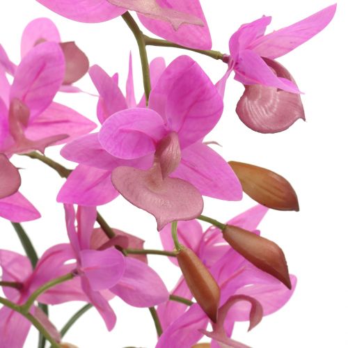 Floristik24 Orchidėja violetiniame vazone H55cm