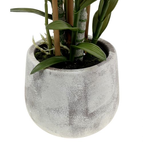 Floristik24 Orchidėja violetiniame vazone H55cm