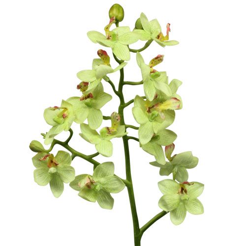 Floristik24 Orchidėja 56cm šviesiai žalia