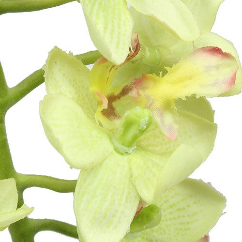 daiktų Orchidėja 56cm šviesiai žalia