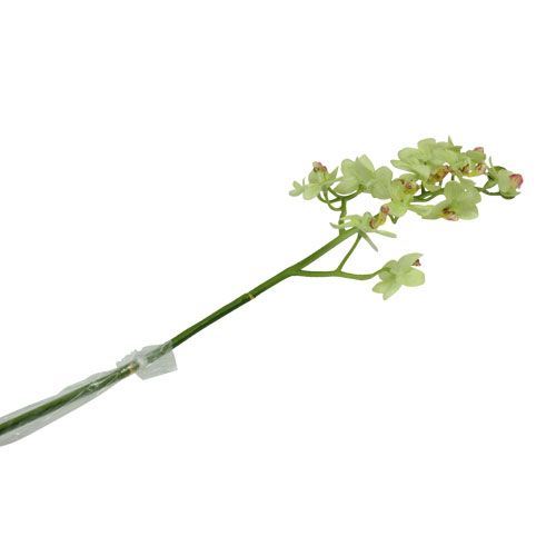 Floristik24 Orchidėja 56cm šviesiai žalia