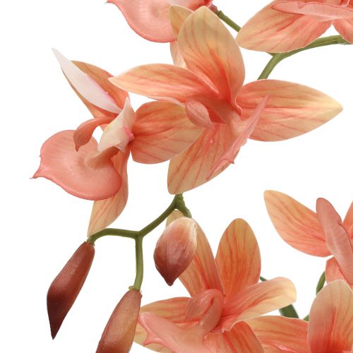 Floristik24 Orchidėja vazone lašiša H41cm