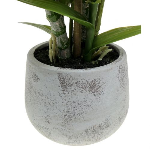 Floristik24 Orchidėja vazone lašiša H41cm