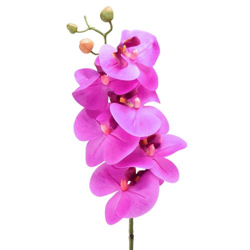 daiktų Dirbtinė orchidėja Phalaenopsis Orchid Pink 78cm