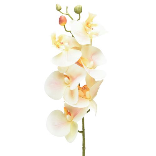 daiktų Dirbtinis Orchid Cream Oranžinis Phalaenopsis 78cm