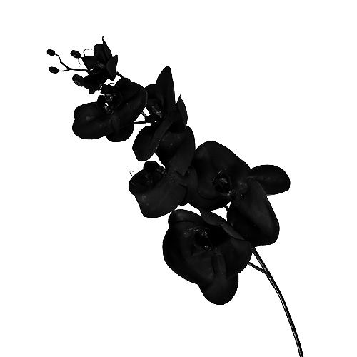 Floristik24 Orchidėja juoda L80cm