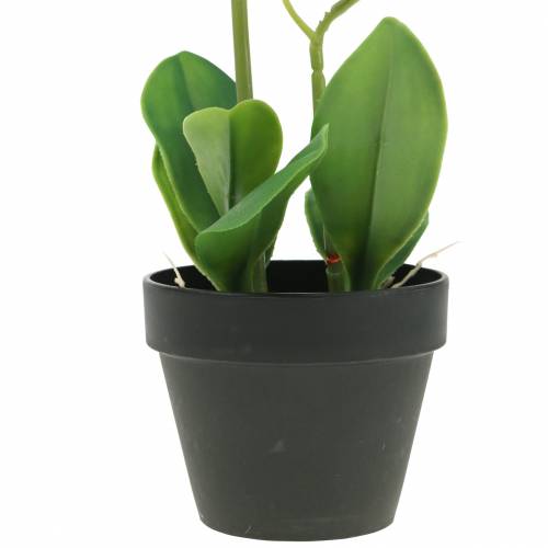 Floristik24 Orchidėjos baltos vazonėlyje dirbtinis augalas H35cm
