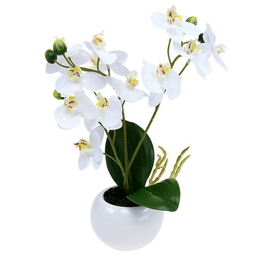 Floristik24 Orchidėjos vazone 30cm baltos spalvos