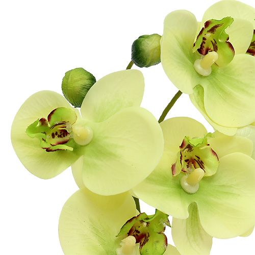 Floristik24 Orchidėjos žaliame vazone H30cm