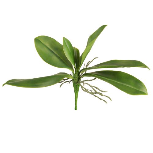 daiktų Orchidėjų lapai su orinėmis šaknimis dirbtiniais 34x8x18cm