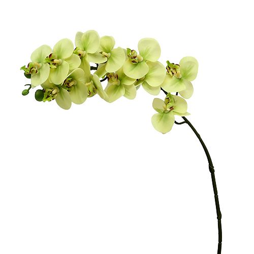 Floristik24 Orchidėjos šakelė šviesiai žalia L58cm