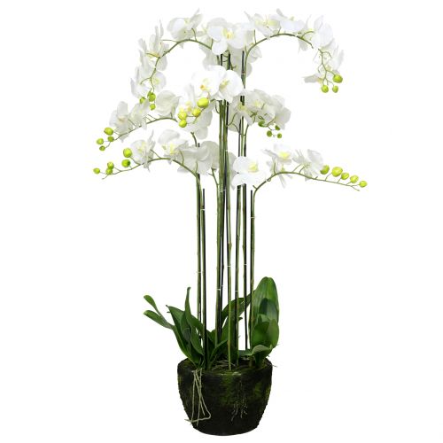 Floristik24 Balta orchidėja ant 118cm rutulio