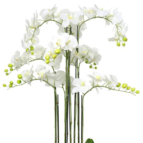Floristik24 Balta orchidėja ant 118cm rutulio