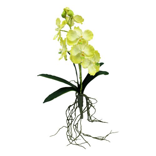Floristik24 Orchidėja su šaknimis šviesiai žalia L43cm