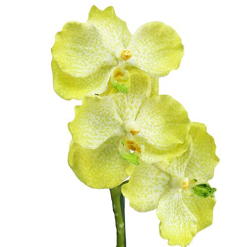 daiktų Orchidėja su šaknimis šviesiai žalia L43cm