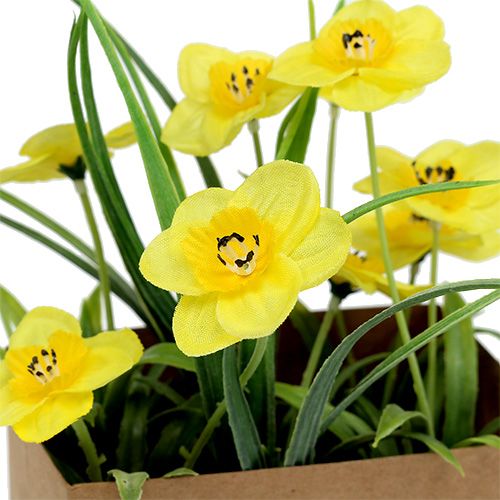 Floristik24 Narcizas popieriniame maišelyje geltonas H21cm