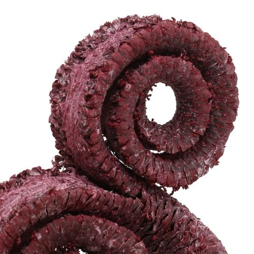 daiktų Palm Male Red, balintas 25 vnt