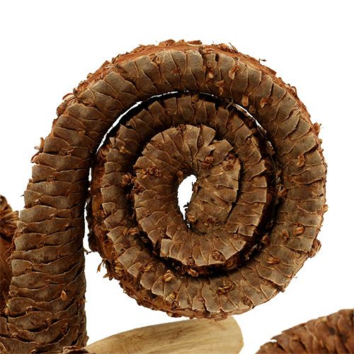 daiktų Palm Male Nature 25 vnt
