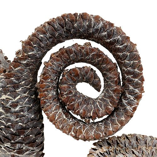 daiktų Palm Male White Washed 25 vnt