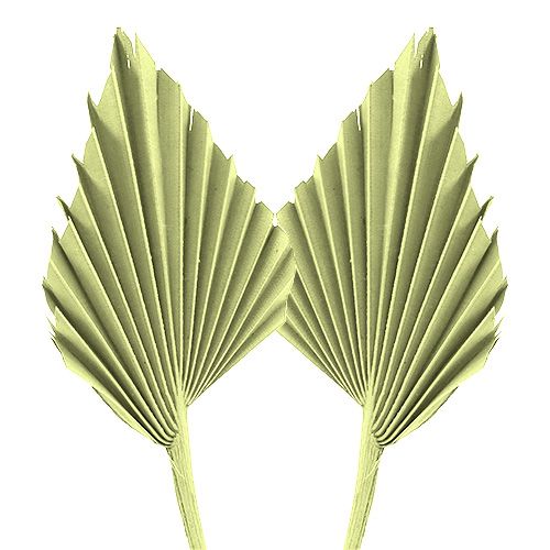 Floristik24 Palmspear obuolių žalias balintas 65 vnt