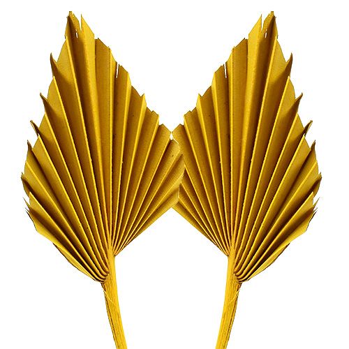 Floristik24 Palmspear Yellow 65 vnt