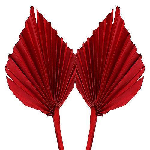 Palmspear Red 65 vnt