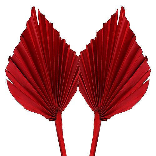 Floristik24 Palmspear Red 65vnt