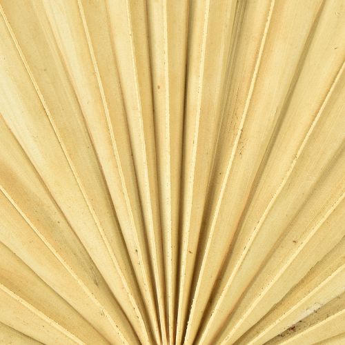 daiktų Palmspear Sun Natural Palm Leaf Dried Natural Decoration 30 vnt