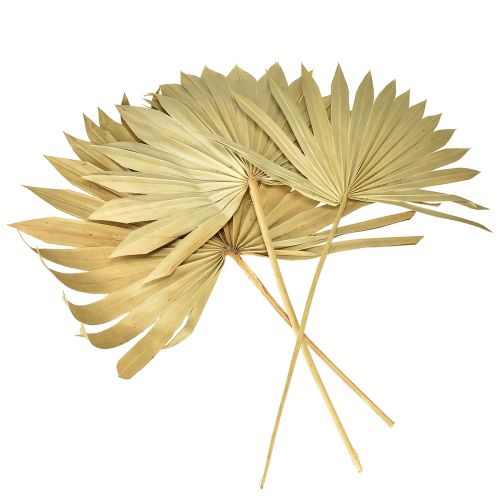 daiktų Palmspear Sun Natural Palm Leaf Dried Natural Decoration 30 vnt