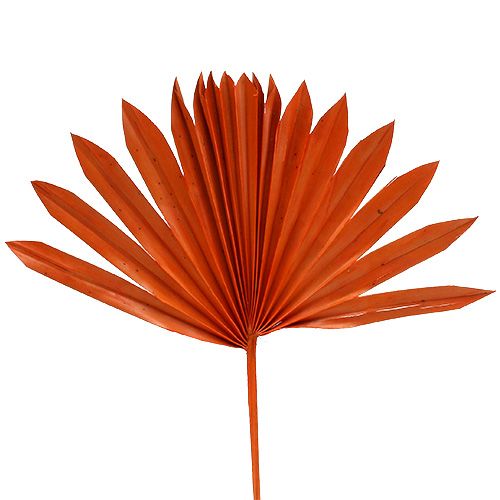 Floristik24 Palmspear Sun Orange 30vnt