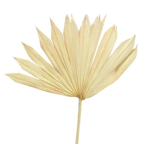 Palmspear Sun balintas 30 vnt