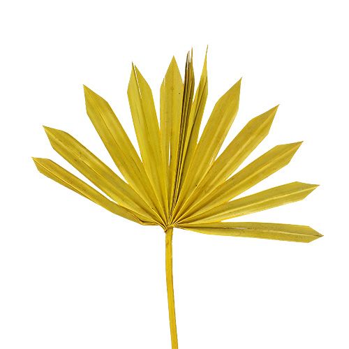 Floristik24 Palmspear Sun mini geltona 50 vnt