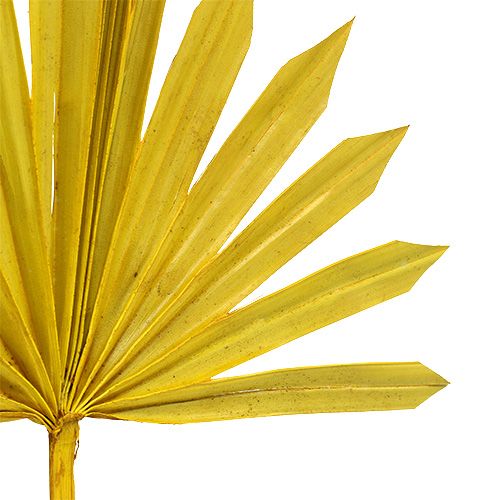 daiktų Palmspear Sun mini geltona 50 vnt
