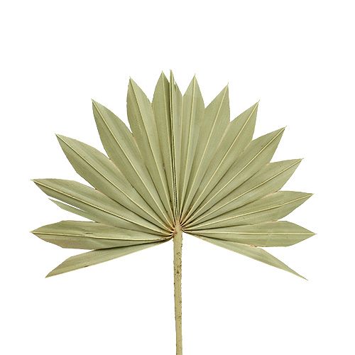 Floristik24 Palmspear Sun mini gamta 50 vnt
