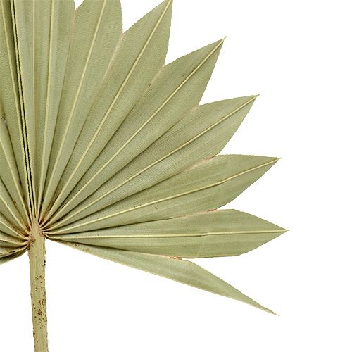 daiktų Palmspear Sun mini gamta 50 vnt