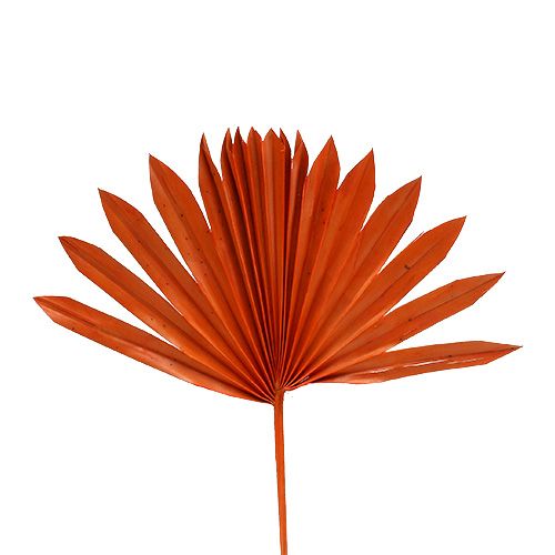 Floristik24 Palmspear Sun mini Orange 50vnt