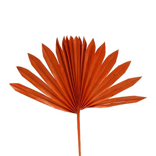 Floristik24 Palmspear Sun mini Orange 50 vnt