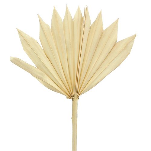 daiktų Palmspear Sun mini balintas 30 vnt