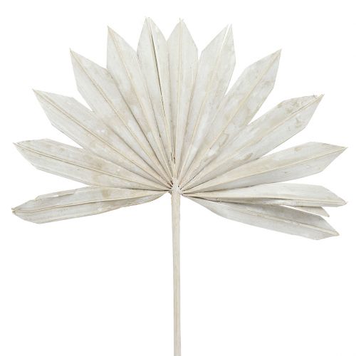 Palmspear Sun mini whitewashed 50 vnt