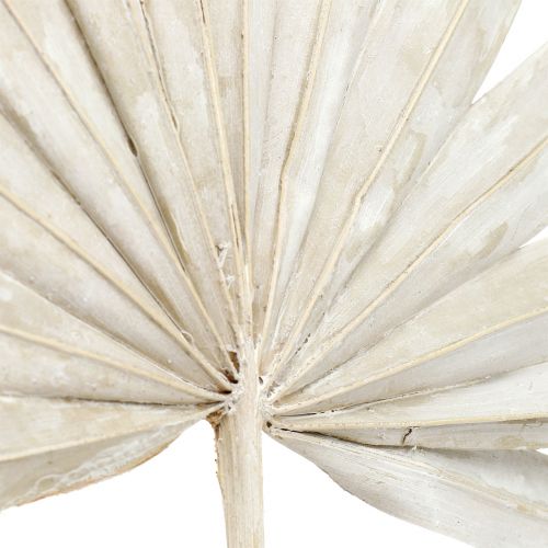 daiktų Palmspear Sun mini whitewashed 50 vnt