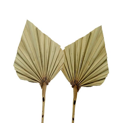 Floristik24 Palmspear mini nature 100 vnt