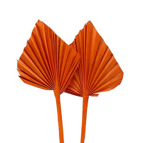 Floristik24 Palmspear mini oranžinė 100 vnt