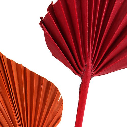 daiktų Palmspear asorti raudona/oranžinė 50 vnt