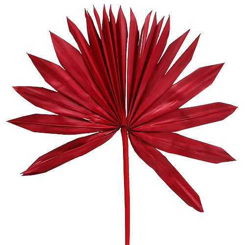 Floristik24 Palmspear Sun Red 30vnt
