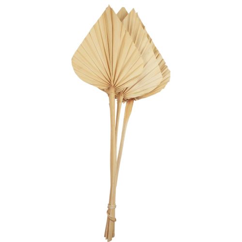 Floristik24 Palmės spygliuočiai palmių lapai, natūrali apdaila, balinti 12,5×38 cm 4 vnt