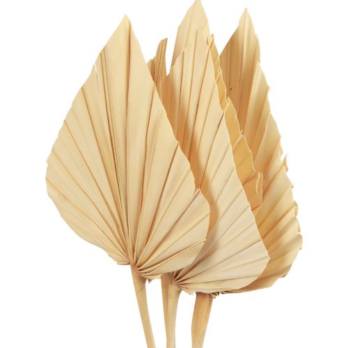 Floristik24 Palmės palmių lapų natūrali puošyba balinta 12,5×38cm 4 vnt