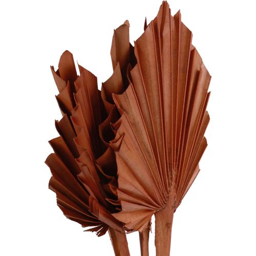 daiktų Palmės palmių lapai natūrali puošyba ruda 5-9×14cm L35cm 4vnt