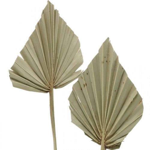 daiktų Mini delninis ietis, sausa floristika, Advento puošmena, atminimo dienos natūralus L33-34cm P7-9cm 4 vnt.